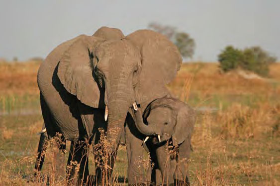 Volunteer with Elephants in Botswana